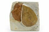 Wide Plate with Two Fossil Leaves (Two Species) - Montana #305995-1